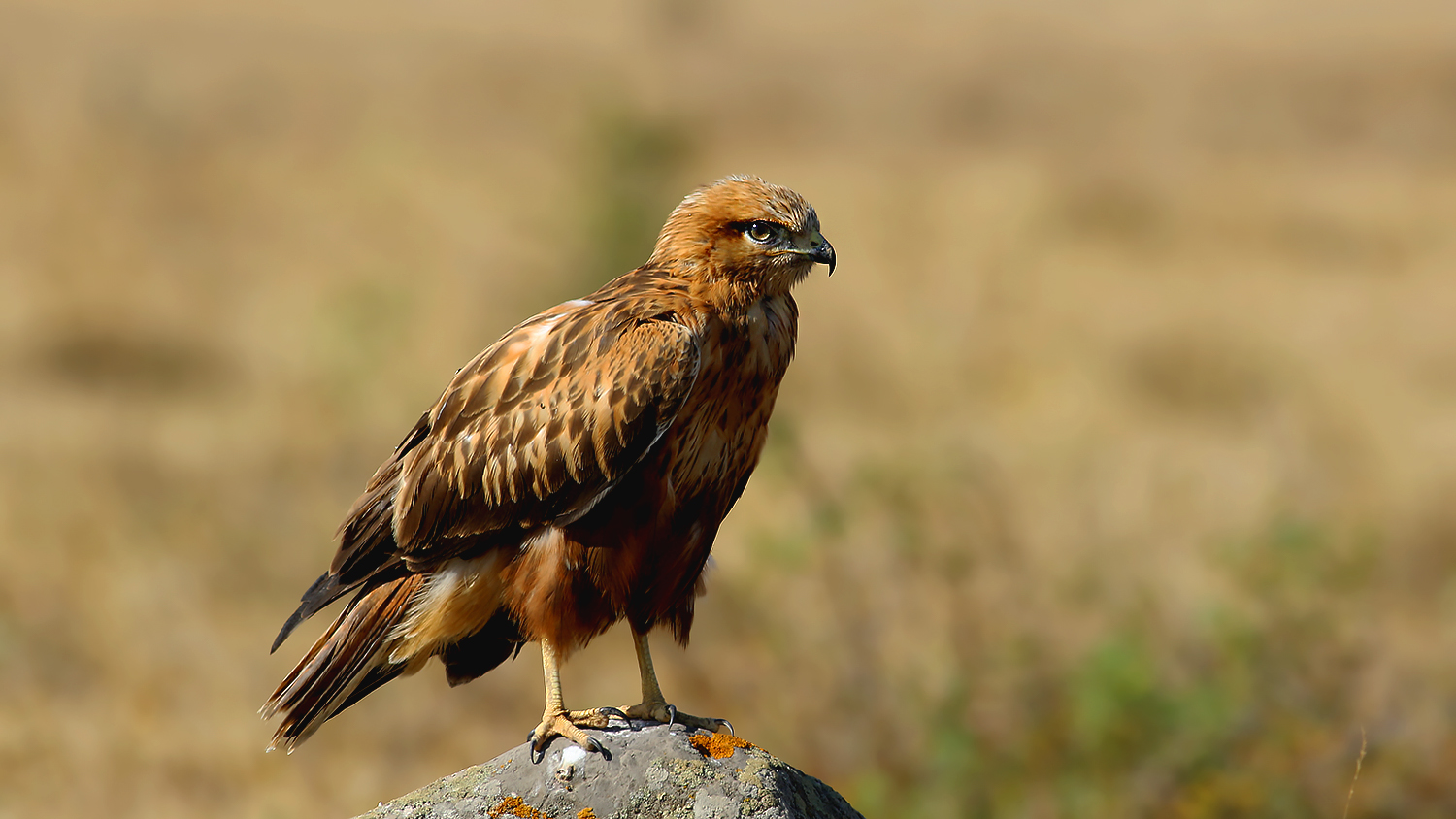 Long-legged Buzzard